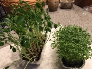 Gardening sprouts